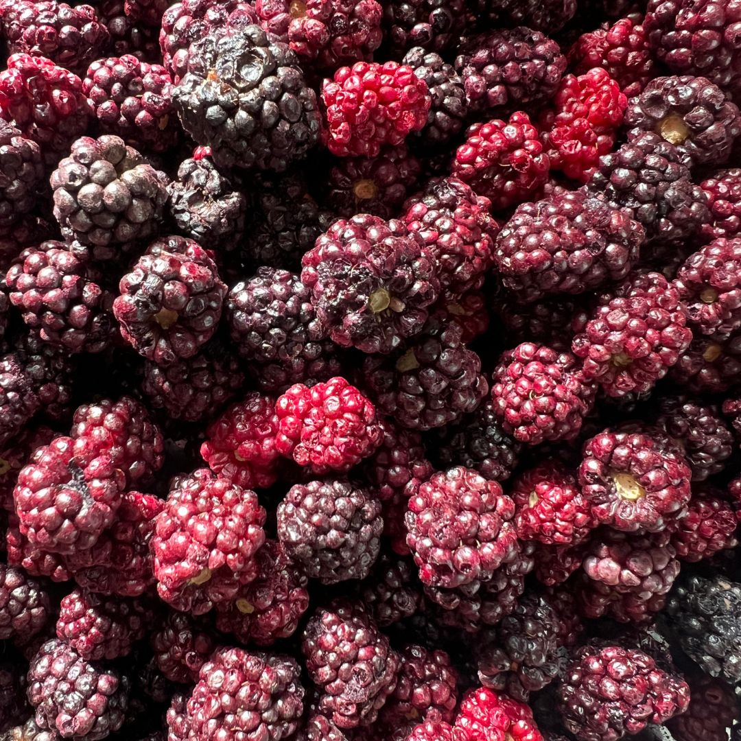 freeze-dried-blackberries-nutritreat-nutriboom-healthy-treats-snacks-pets